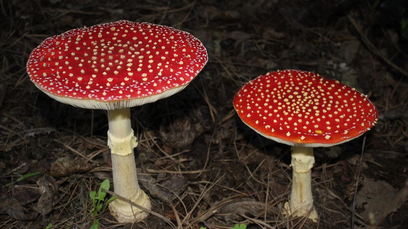 Hongo Matamoscas (Amanita Muscaria) 