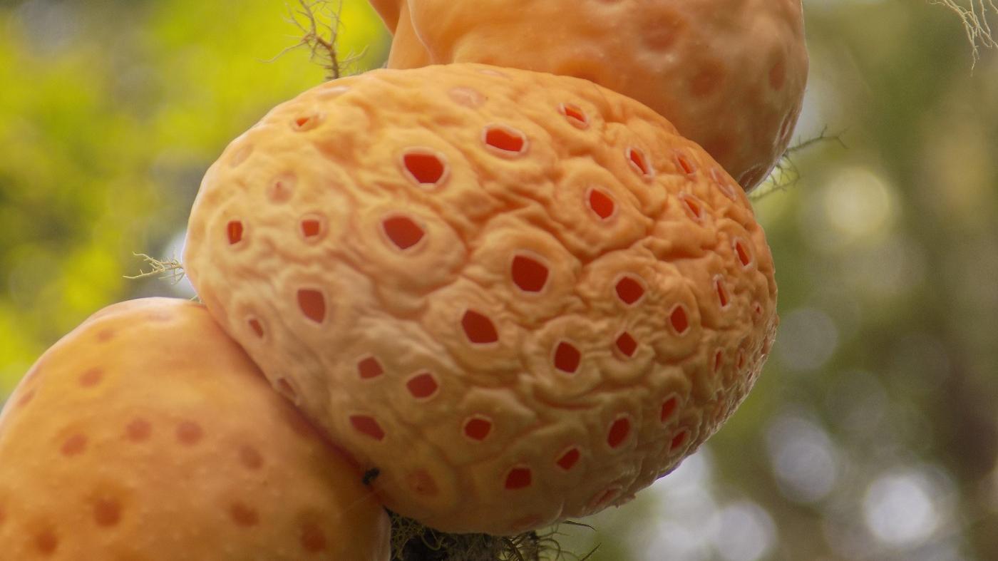 Cómo se llama la tierra comestible?