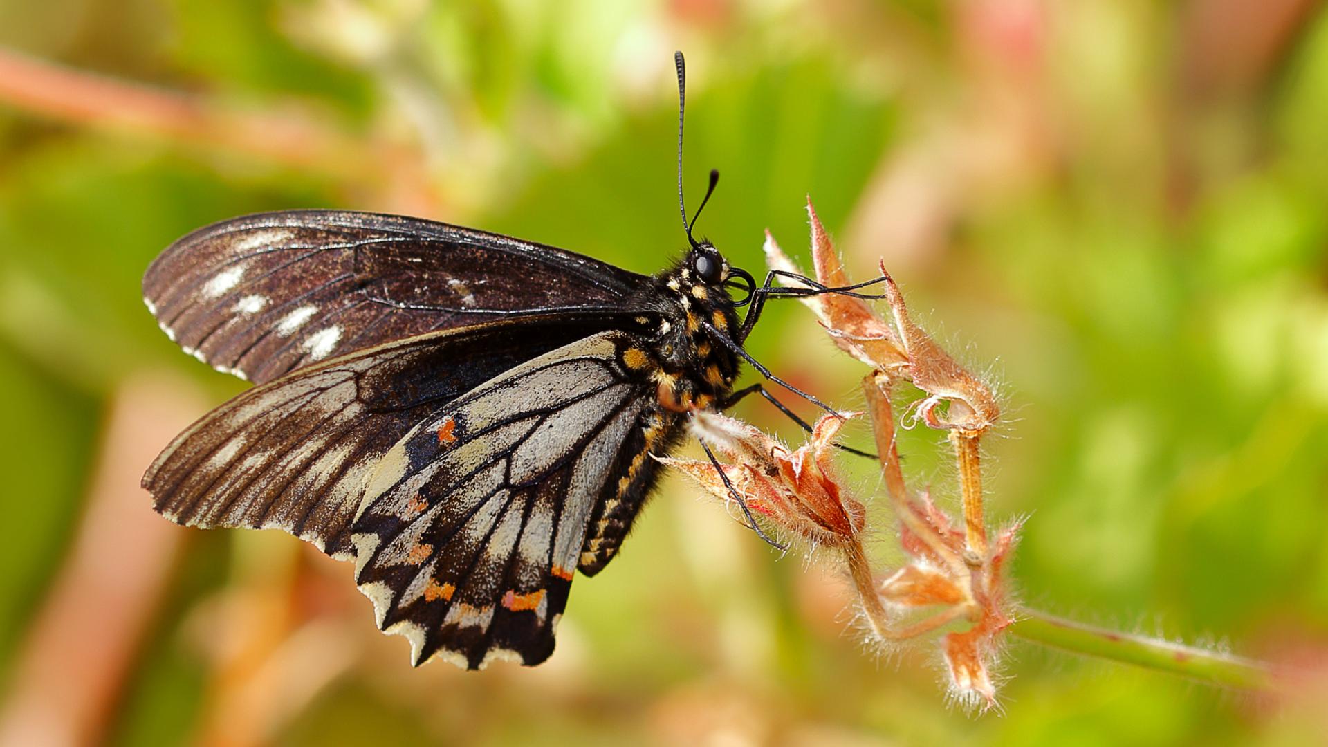 Fotografía de mariposa de la oreja de zorro 