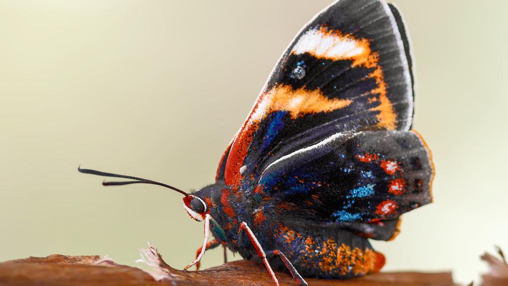 Fotografía Mariposa del chagual