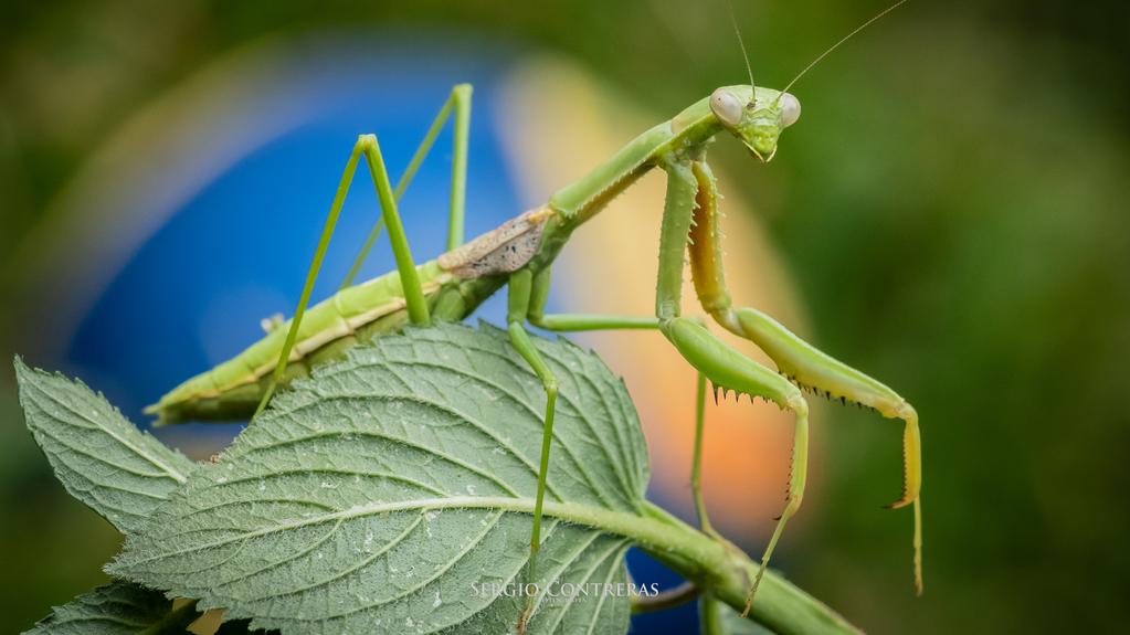 Mantis religiosa