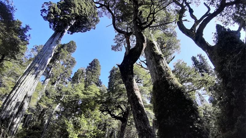 Bosque de alerce