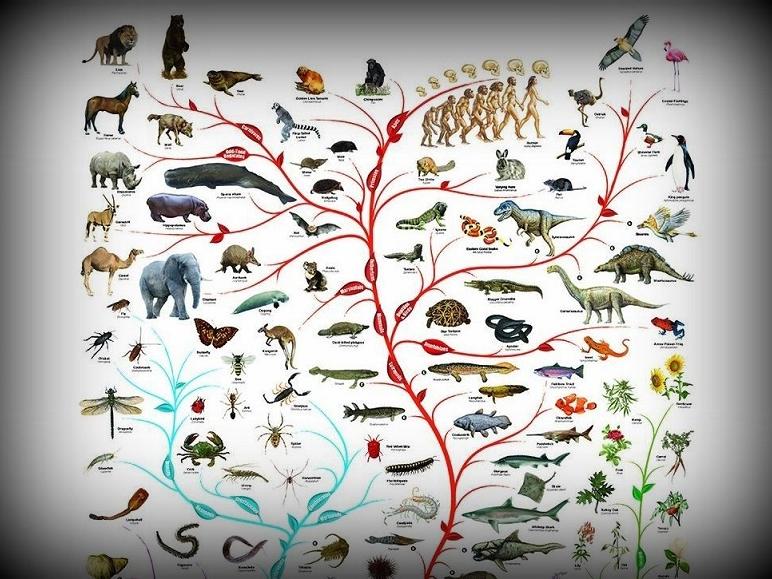 Ciclo De Charlas Evolución De La Biodiversidad Museo De Historia