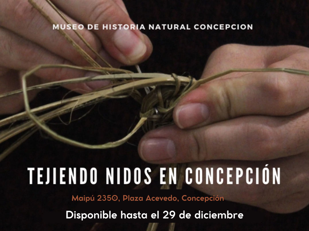 Afiche nidos